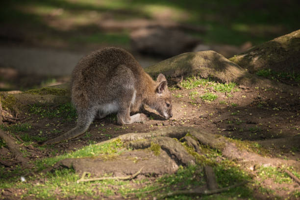 wallaby przyrody diprotodontia macropoidae w sunlgiht w lesie z yound joey w torebce - sunlgiht zdjęcia i obrazy z banku zdjęć