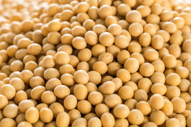 istock Raw dried soybeans, Organic cultivation 978931322
