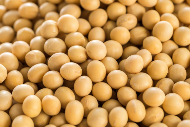 istock Raw dried soybeans, Organic cultivation 978933528