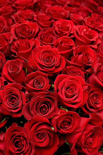 istock lots of roses background 97894211