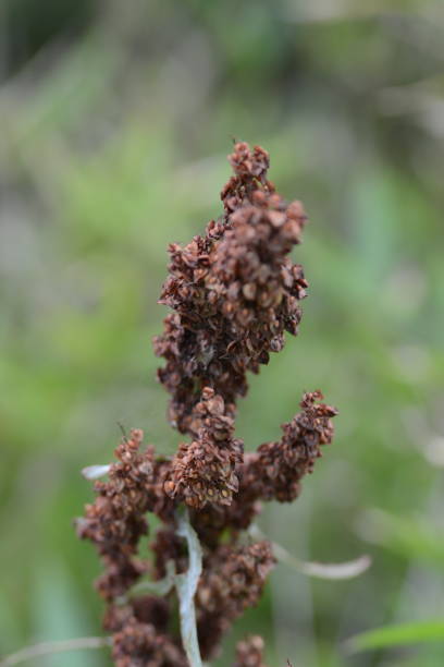 Seeds of Yellow dock (Rumex crispus)