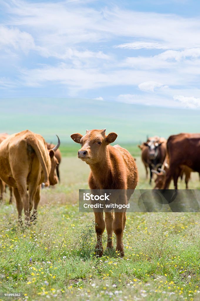 Pantorrilla en summer meadow - Foto de stock de Agricultura libre de derechos