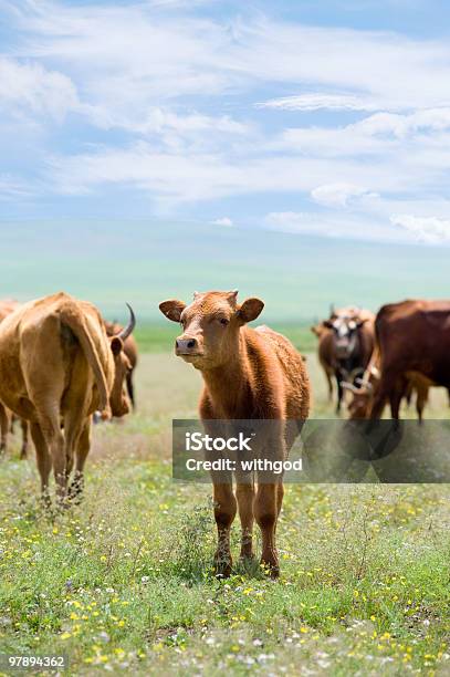 Pantorrilla En Summer Meadow Foto de stock y más banco de imágenes de Agricultura - Agricultura, Aire libre, Alimentar