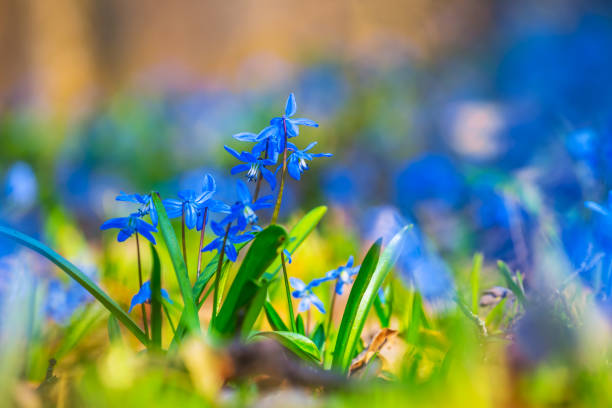 istock closeup blue flowers on a forest glade, natural background 978949766