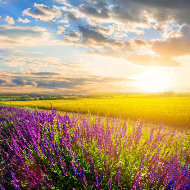 istock beautiful summer prairie with flowers at the sunset 978951834