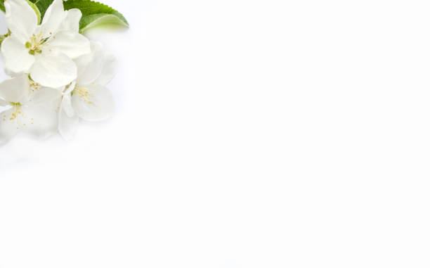 istock white flowers of apple tree, in a corner on a white background. Template for creative projects, space for text 978961330