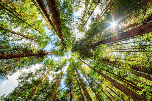 istock Bottom view of tall old trees in evergreen primeval forest 978969620