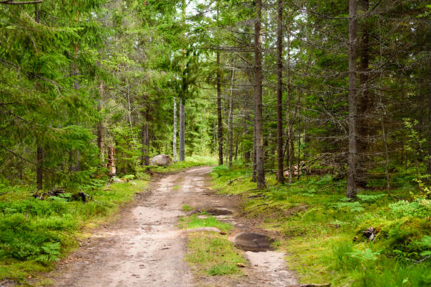istock Dirt road in a beautiful pine forest 978969730