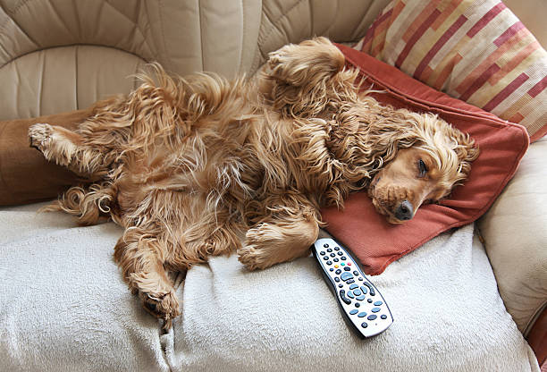 Cocker Spaniel relaxing in front of TV Couch Potato Concept in the form of a non to active 2 year old Golden English Cocker Spaniel starting to nod off to sleep whilst watching TV cocker spaniel stock pictures, royalty-free photos & images