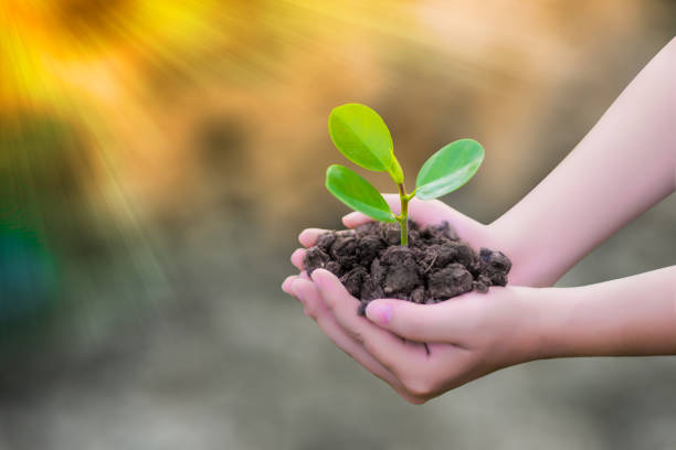 istock Growing trees love the world with our hands. 978978432