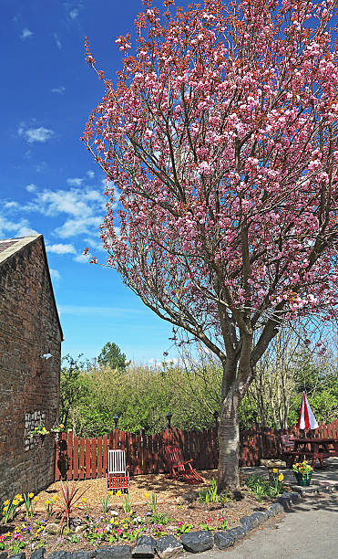 istock Blossom Tree at the bottom of Garden 97897889