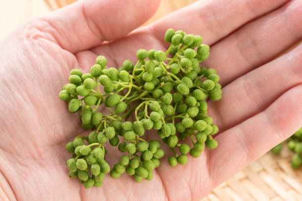 istock Japanese pepper, Zanthoxylum piperitum 978986210