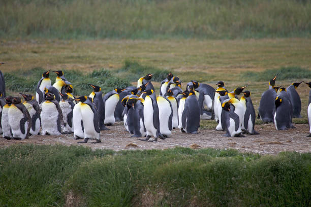 King Penguin colony at Inutil Bay in Tierra del Fuego, Chile King Penguin Colony at Inutil Bay in Isla Grande de Tierra del Fuego in Tierra del Fuego archipelago,  Chile. Tierra del Fuego is divided between Chile and Argentina king penguin stock pictures, royalty-free photos & images