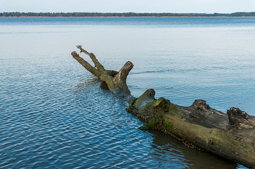 Tree trunk on a york river