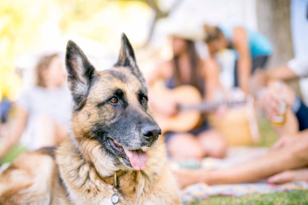 Portrait of a senior dog sitting in nature.