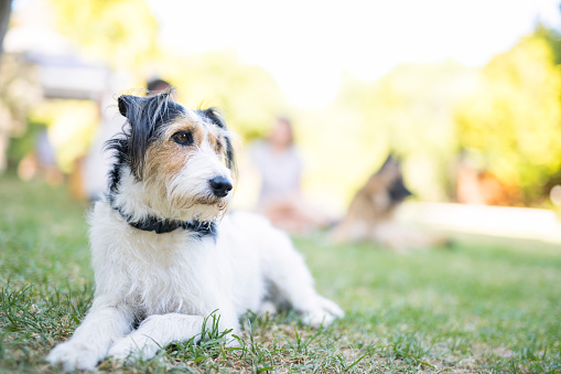 Close-up of terrier dog lying on grass. Full length of pet is looking away. Animal is resting at resort or in garden.