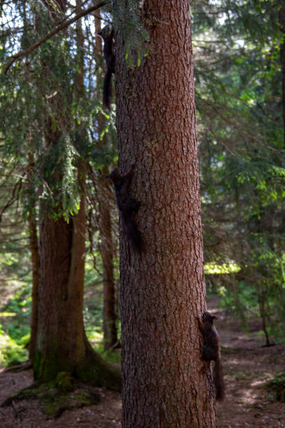 istock Squirrels climbing a tree in Austrian woodlands near Seefeld 979005548