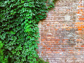 Background of a brick stone wall with green ivy leaves.