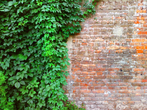Photo of Background of a brick stone wall with green ivy leaves.