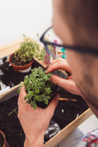 istock Man holding plant outdoors. Gardening concept. 979005834