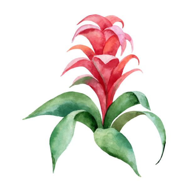 ilustrações, clipart, desenhos animados e ícones de ilustração em pintura aquarela vetor mão com flor vermelha bromelia e folhas verdes. - bromeliaceae