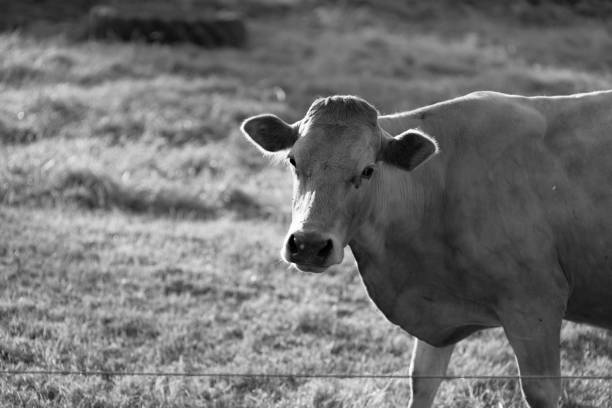 istock Cow at sunset on a northern German pasture - black and white 979008858