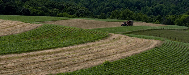istock Agricultural web banner putting up haylage 979012458