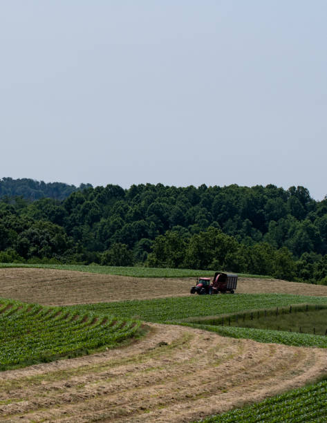 istock Vertical - Agricultural background farmer putting up haylage 979012670
