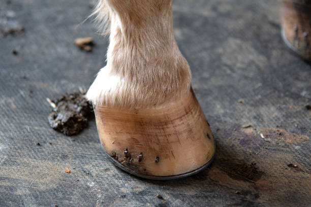 Close-up of a shod horse's hoof with a few chips standing on a rubber mat