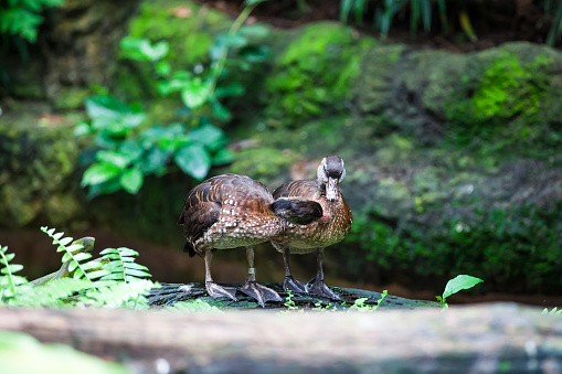 Two wild duck playing each other on green rock background in Zoo