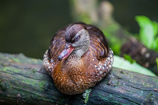 Amazing whistling duck sleeping on perch of wood in Zoo