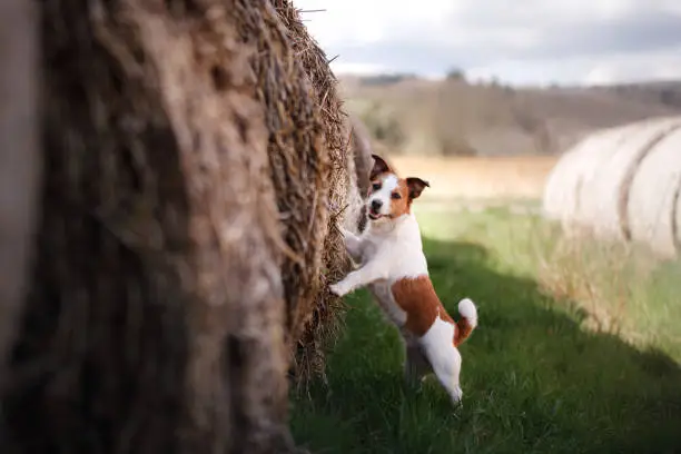 Photo of small dog by a haystack. Pet on the nature.