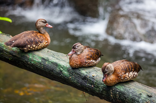 Three ducks sitting in a row on perch of wood on the background of a small waterfall in a pond in Zoo