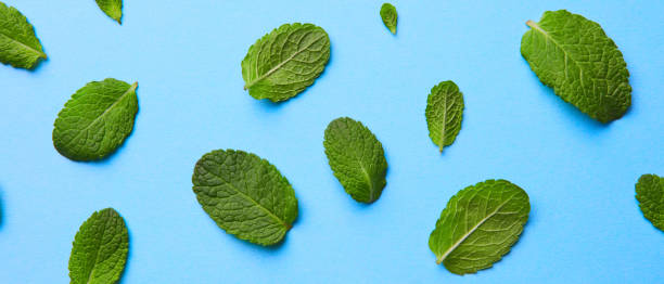 istock pattern of fresh green mint leaves on a blue background 979013470