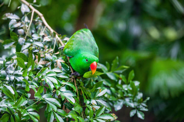 istock Green eclectus parrot sitting on branch 979013636