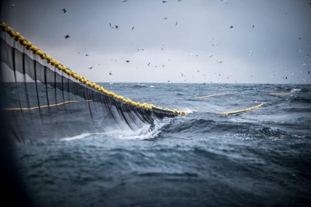 schleppnetz der industriellen fischereinetze - fishing net stock-fotos und bilder