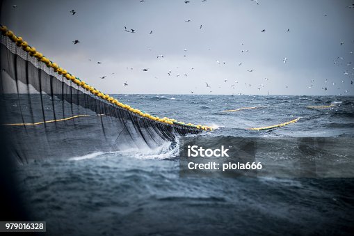 istock Trawl industrial fishing net 979016328