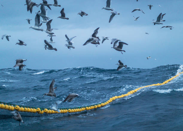 istock Sea aquatic birds: feeding frenzy behavior 979016402