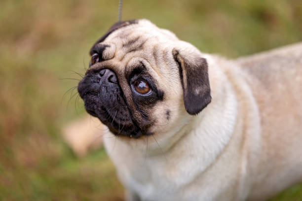 istock A Small Pug Dog Looking Up 979016658