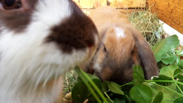Small rabbits eat