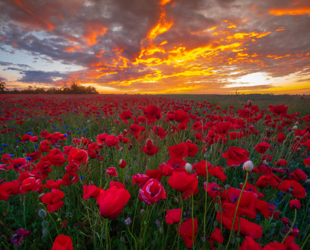 istock beautiful, romantic sunset over a poppy meadow 979020524