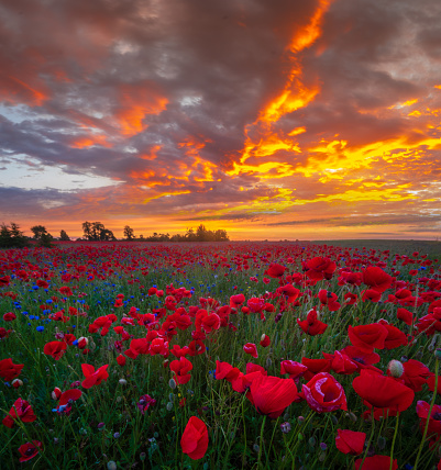 beautiful, romantic sunset over a poppy meadow