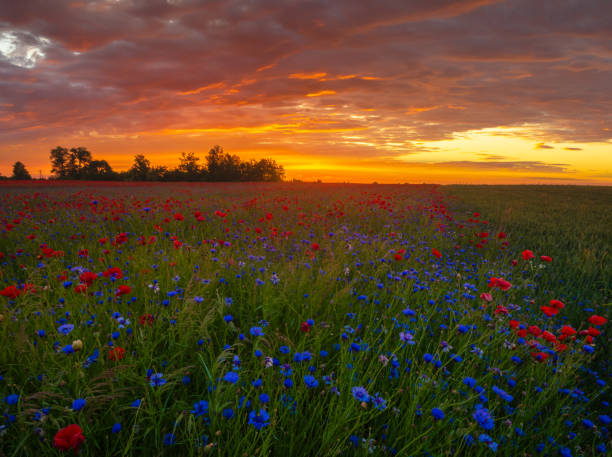 istock beautiful, romantic sunset over a poppy meadow 979020588