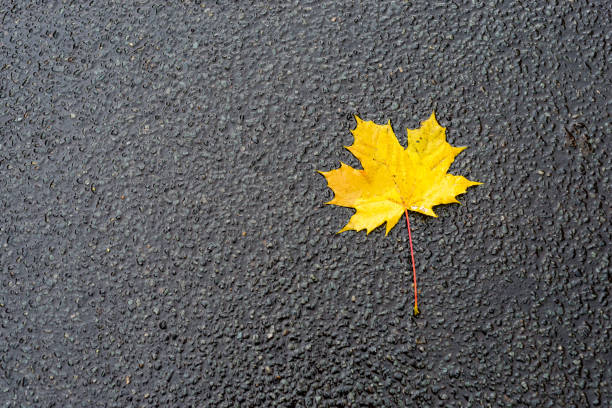 Zdjęcie jesiennych liści na drodze asfaltowej – zdjęcie