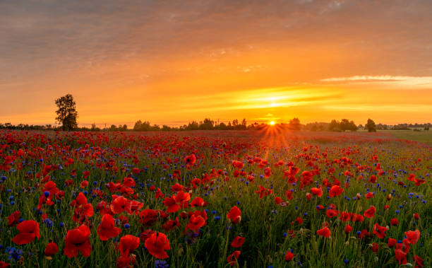 istock beautiful, romantic sunset over a poppy meadow 979020670