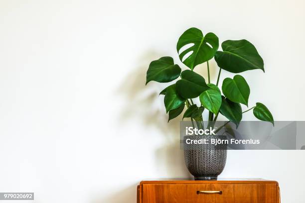 Modernen Retrointerieur Mit Vintage Tisch Mit Einer Topfpflanze Stockfoto und mehr Bilder von Pflanze