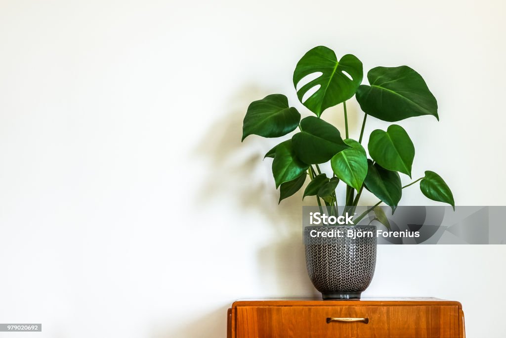 Modern retro interior with vintage table with a potted plant Modern retro interior. Vintage table with a potted plant, fruit salad tree (Monstera deliciosa). Empty white wall in background. Copy space for text. Plant Stock Photo