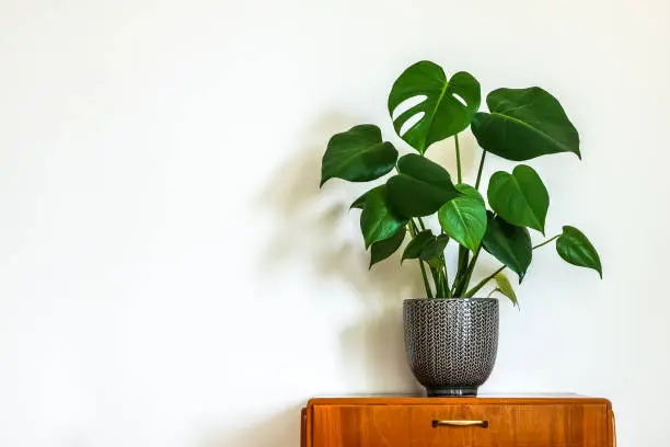 Modern retro interior. Vintage table with a potted plant, fruit salad tree (Monstera deliciosa). Empty white wall in background. Copy space for text.