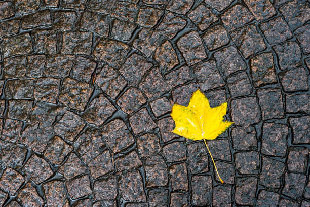 Zdjęcie jesiennych liści na drodze asfaltowej – zdjęcie