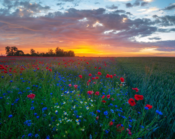 istock beautiful, romantic sunset over a poppy meadow 979026618